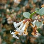 Osmanthus delavayi Virág