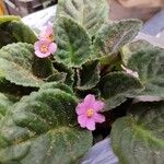 Streptocarpus ionanthus花