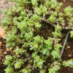 Portulaca quadrifida Лист