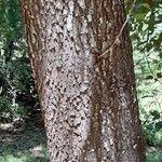 Maytenus boaria 樹皮