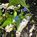 Brunnera sibirica Flower