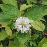 Cephalanthus occidentalis Ліст