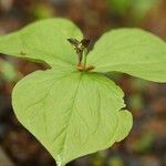 Trillium apetalon Flower