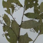 Endlicheria pyriformis Máis