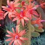 Cleistocactus winteri Flower