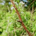 Rubus allegheniensis बार्क (छाल)