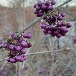 Callicarpa bodinieri Fruto