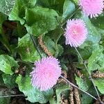 Bellis rotundifolia Flower