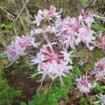 Rhododendron canescens Çiçek
