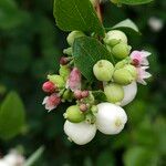 Symphoricarpos albus Други