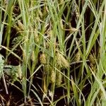 Carex paleacea Cvet