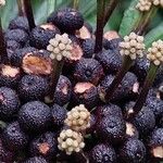 Osmoxylon lineare Fruitua