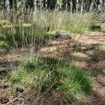 Festuca gautieri Habit