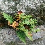 Polypodium hesperium Leaf