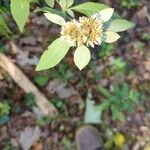 Pycnanthemum incanum Flower