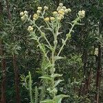 Helichrysum foetidum Blüte