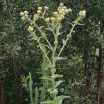 Helichrysum foetidum പുഷ്പം