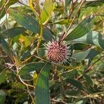 Hakea laurina Λουλούδι