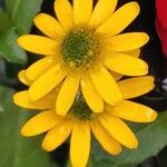 Sanvitalia procumbens Fula