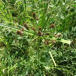 Cyperus alopecuroides موطن