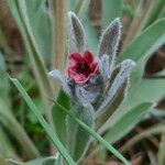 Cynoglossum cheirifolium Kukka