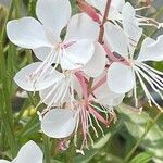 Gaura lindheimeri Floare