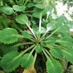 Saxifraga spathularis Blatt