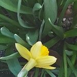 Narcissus cyclamineus Květ