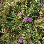 Cirsium acaule Pokrój