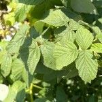 Rubus idaeus पत्ता