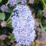 Ceanothus thyrsiflorus Flower