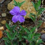 Ruellia parryi Flower