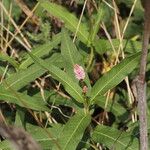 Persicaria amphibia 花