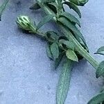 Symphyotrichum ericoides Leaf