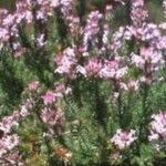 Erica ventricosa Flower