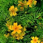 Tagetes tenuifolia Blomma