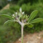 Trifolium scabrum Feuille
