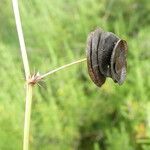 Medicago orbicularis Fruit