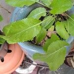 Tanacetum balsamita 葉