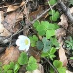 Oxalis acetosella Flor