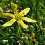 Gagea fragifera Květ