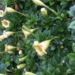 Solandra grandiflora