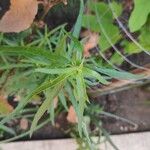 Euthamia graminifolia Blatt