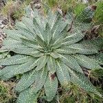 Echium asperrimum Leaf