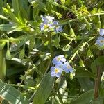 Myosotis scorpioides Flors