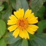 Sphagneticola trilobata Flower