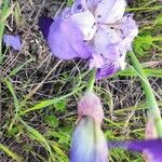 Iris lutescens Листок