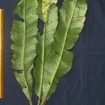 Campyloneurum phyllitidis Leaf