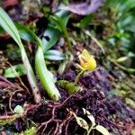 Maxillaria moralesii Celota