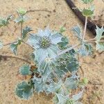 Eryngium maritimumLeaf